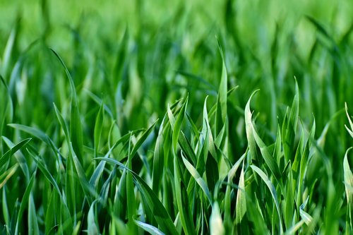 meadow  field  grass