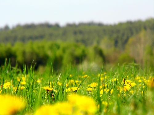 meadow flowers spring