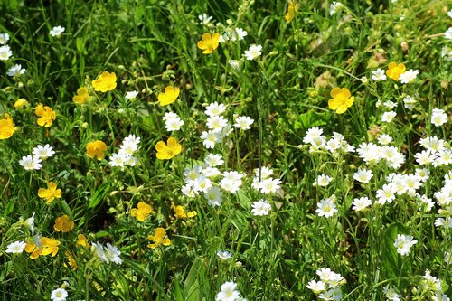 meadow  flowers  spring