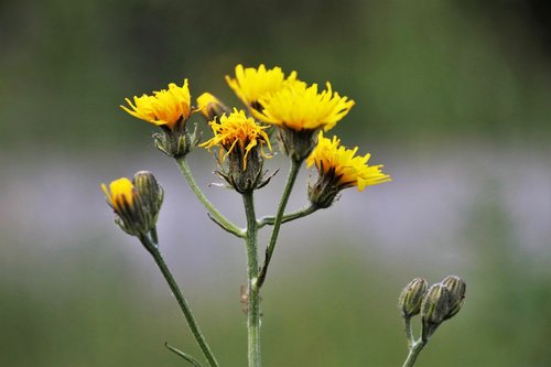 meadow  yellow flower  plant