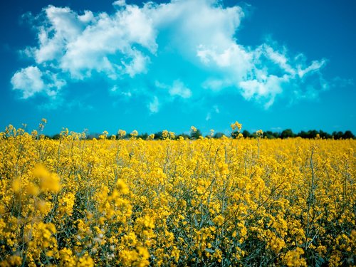 meadow  rapeseed  agriculture