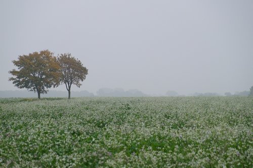 meadow  fog  tree