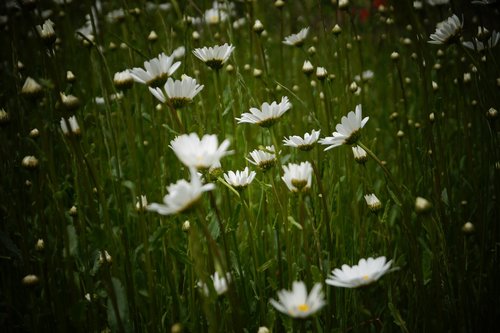 meadow  flowers