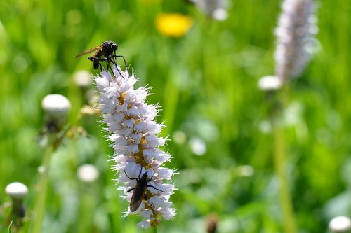 meadow  flower