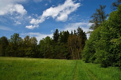 meadow forest grass