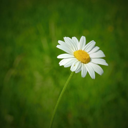 meadow  flower  spring