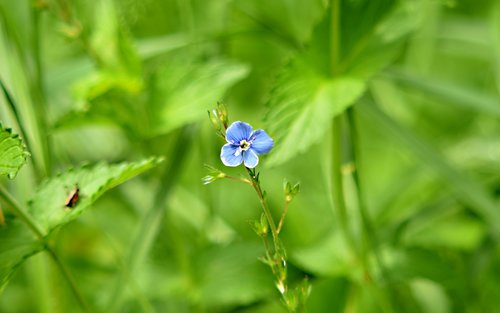 meadow  flower  alpine flowers