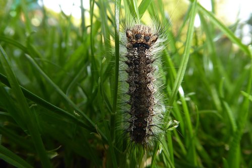 meadow  caterpillar  green