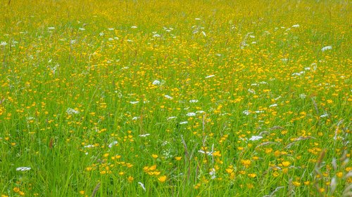 meadow  flower meadow  grass