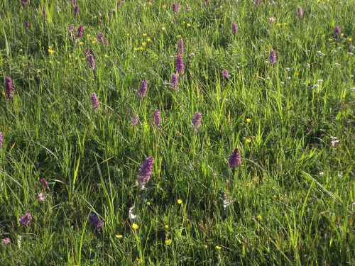 meadow orchid plant