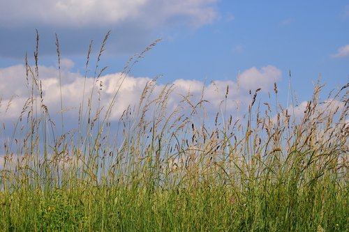 meadow  summer meadow  grass