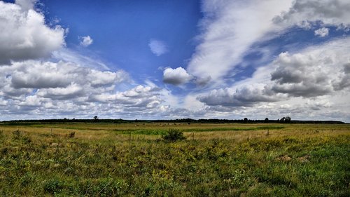 meadow  landscape  grass