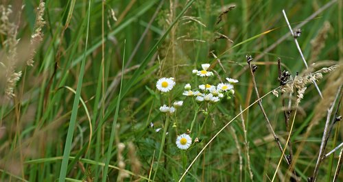 meadow  field flowers  grass