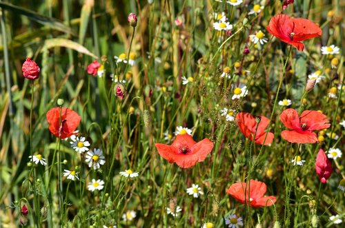 meadow  flower meadow  poppy