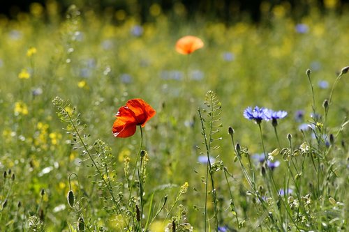 meadow  flower meadow  summer