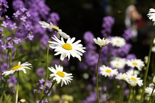 meadow  daisies  flower meadow