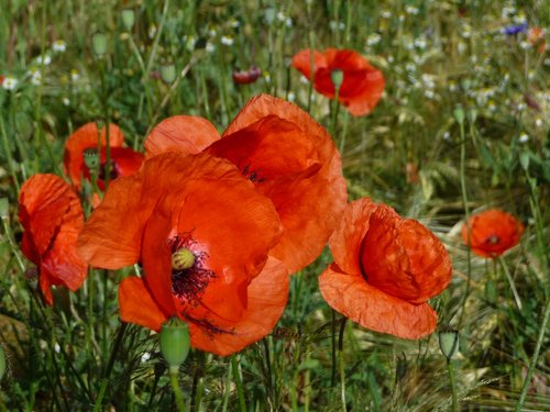 meadow  poppy  herbs