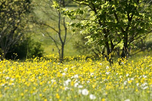 meadow  dandelion  buttercup
