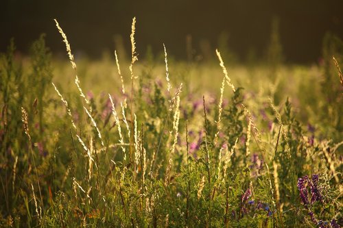 meadow  pasture  edge of field