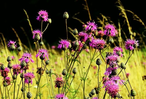 meadow  thistles  figure