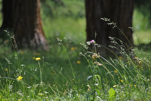 meadow  in the forest  plant
