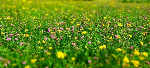 meadow  flower meadow  wild flowers