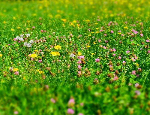 meadow  flower meadow  wild flowers