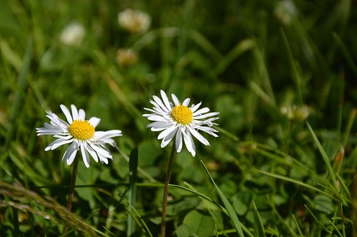 meadow  daisy  flowers