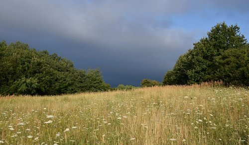 meadow  forest  the sky