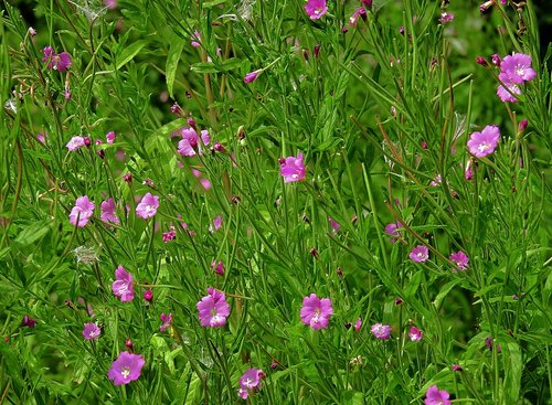 meadow  flowers  colored