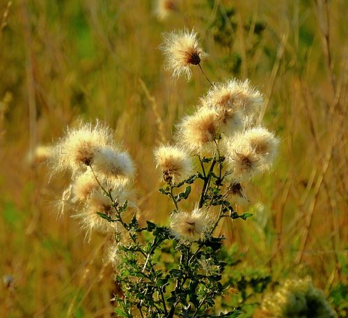 meadow  thistle  summer