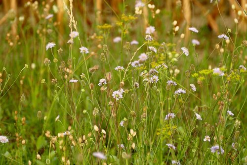 meadow  plants  alpine