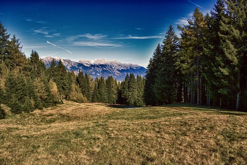 meadow  forest  mountains