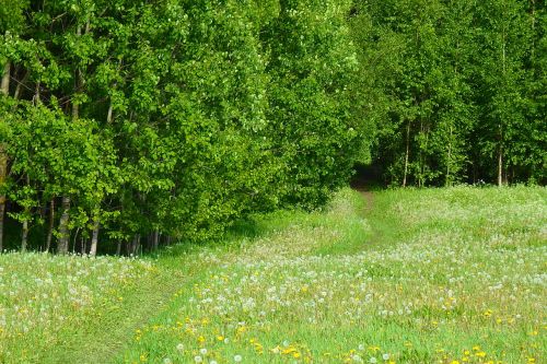 meadow summer path