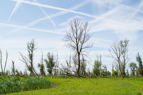 meadow nature oostvaardersplassen