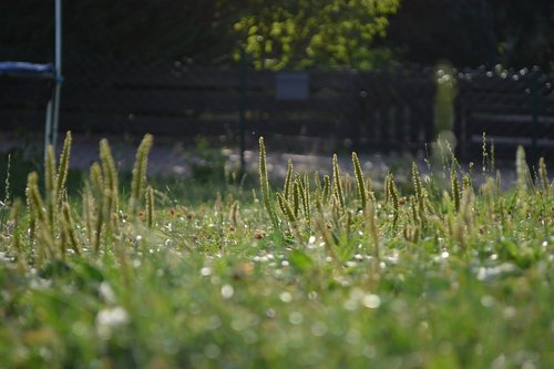 meadow  grass  focus