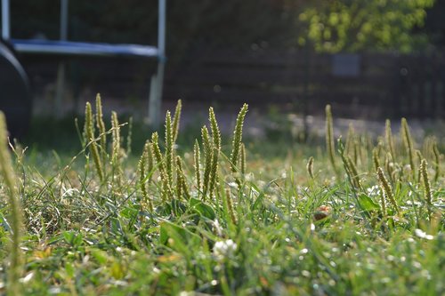 meadow  grass  focus