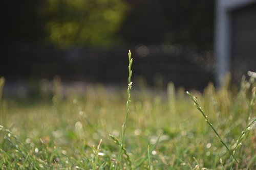 meadow  grass  focus