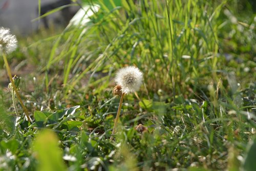 meadow  grass  focus