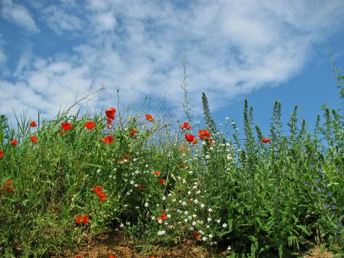 meadow poppy grass