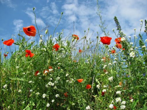 meadow poppy grass