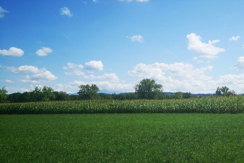 meadow  grass  grass surface