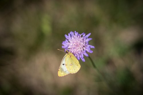 meadow  butterfly  yellow butterfly