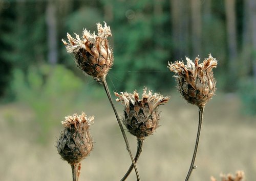 meadow  thistles  dry
