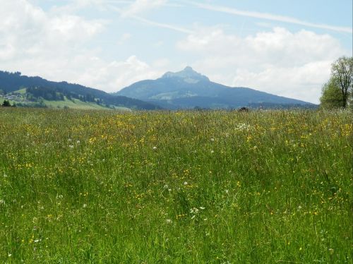 meadow allgäu greened