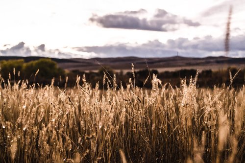 meadow  field  autumn