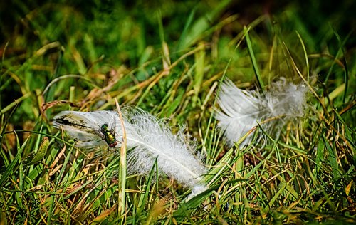 meadow  feather  fly