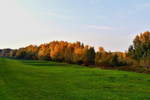 meadow  forest  nature