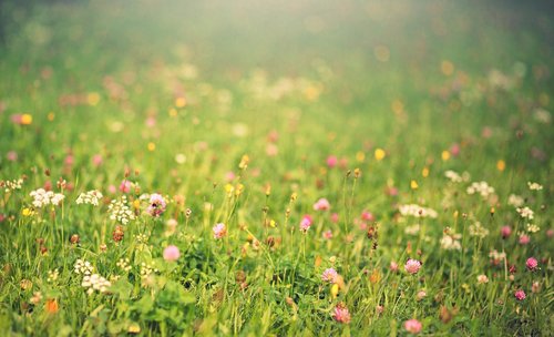 meadow  light  dandelion