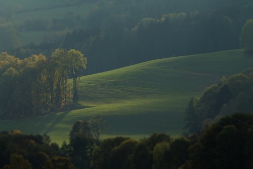 meadow  trees  landscape